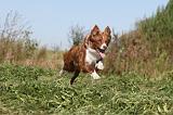 BORDER COLLIE 344